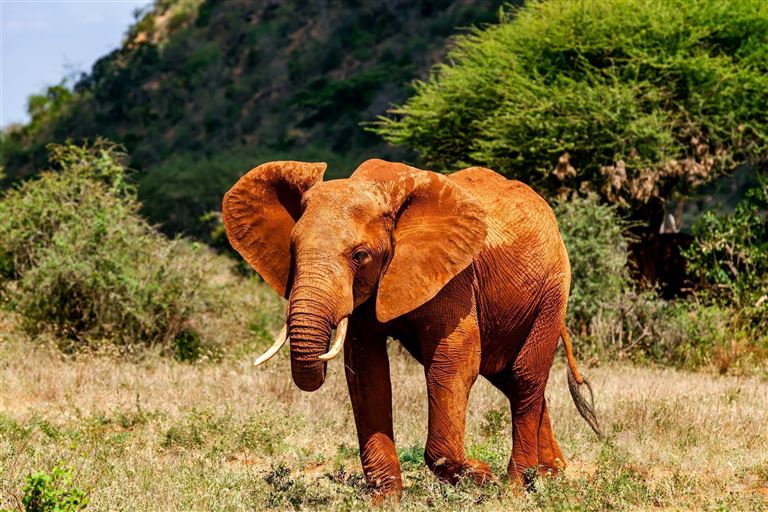 Abenteuer Kenia ©1001slide/istock